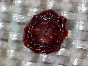 Bloodstain Pattern Analysis on Textile Course: 13th-17th of April 2026