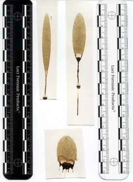 Disposable Photomacrographic Scale, 15 cm, with photo|metric and recon-scale, 100 pcs