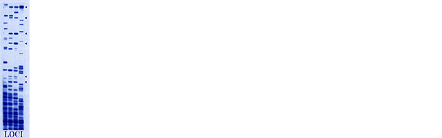 lociforensics.nl Homepage